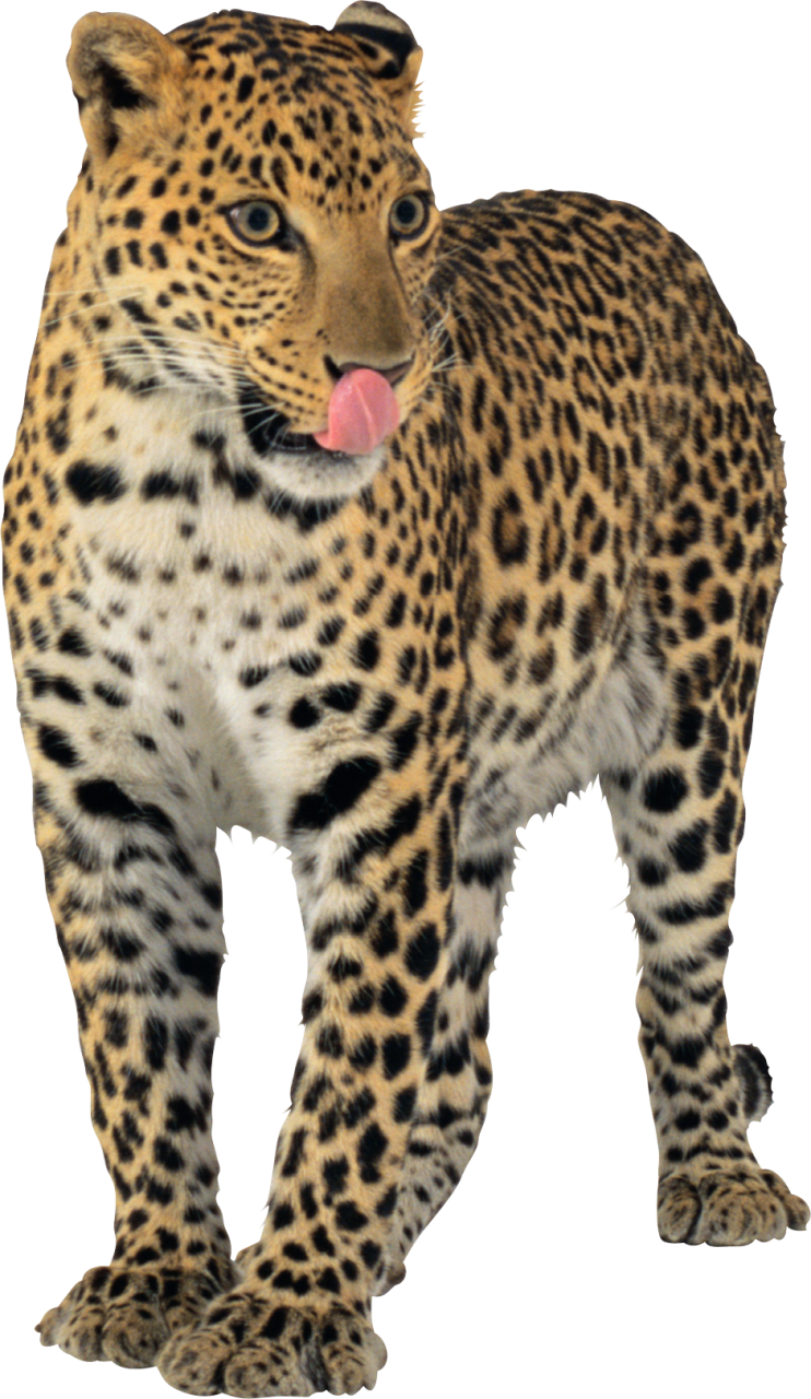leopard clipart transparent background
