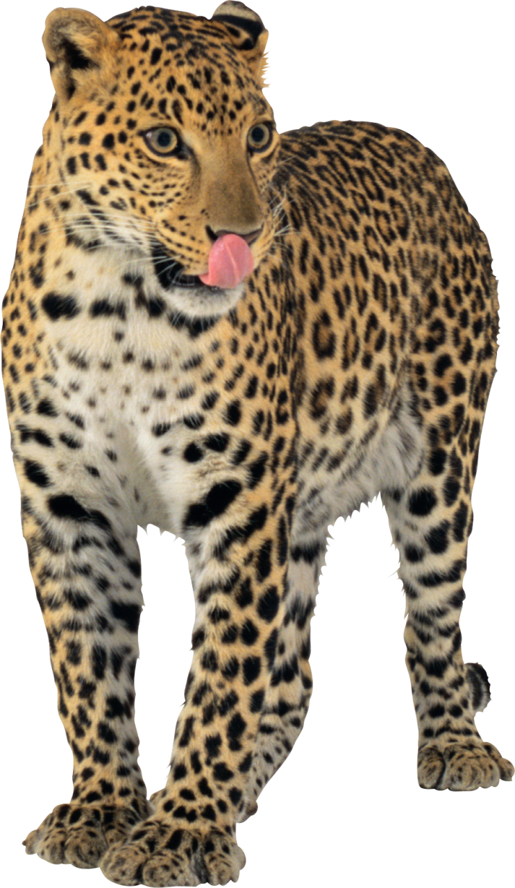 Free Free Transparent Cheetah Print Svg Free 316 SVG PNG EPS DXF File