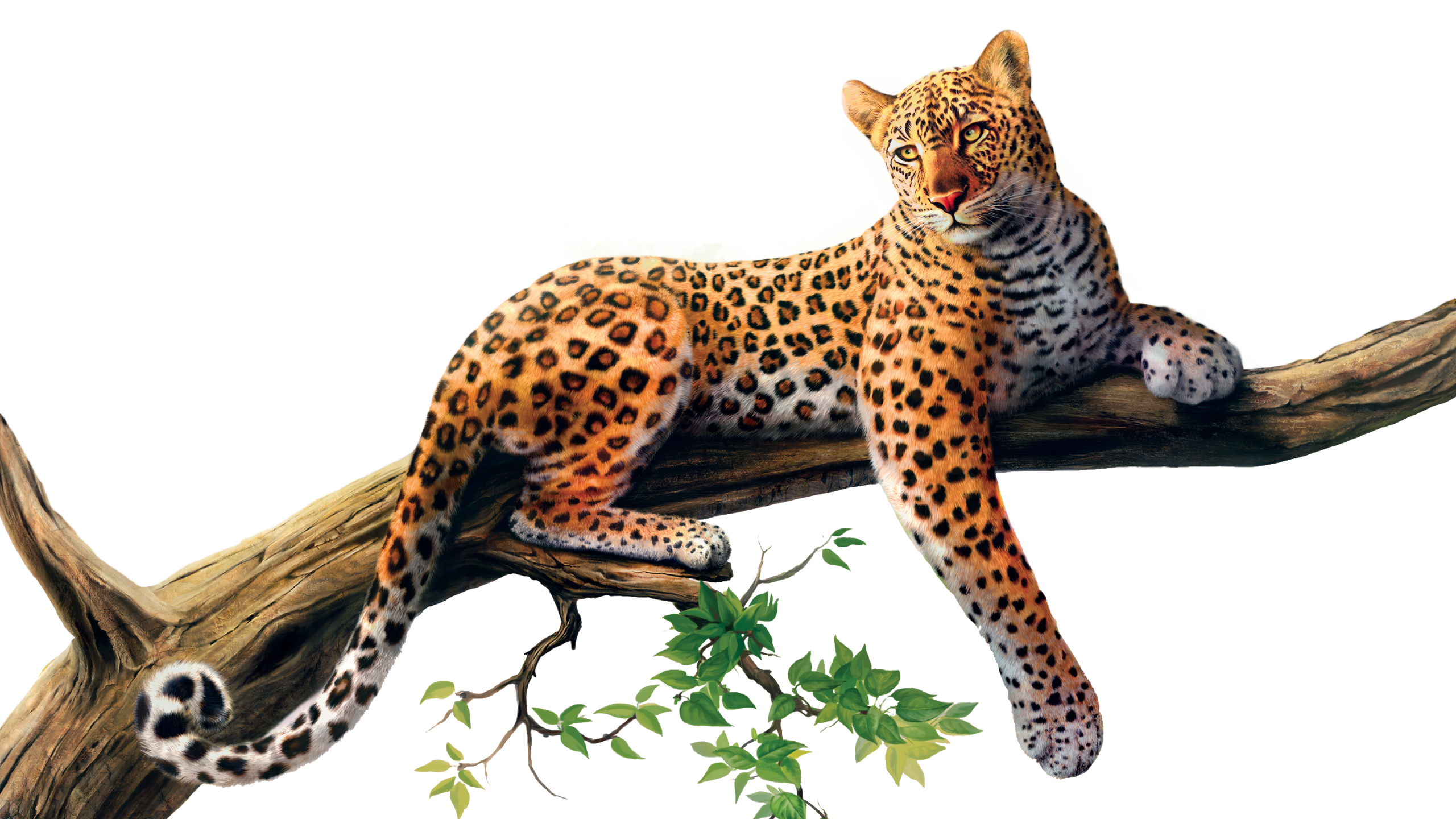 jaguar clipart jumping