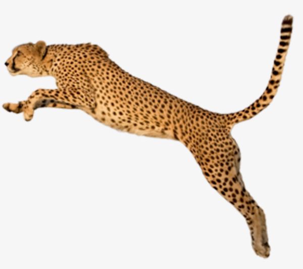 jaguar clipart jumping