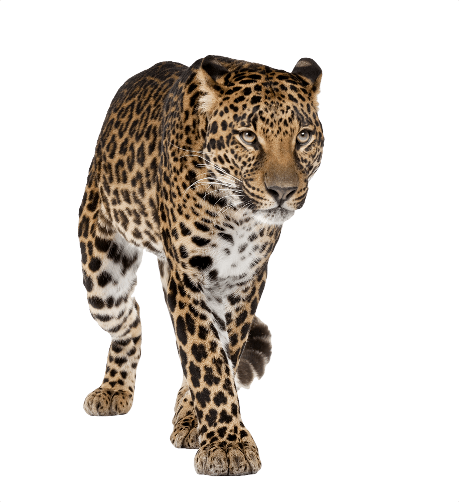leopard clipart transparent background