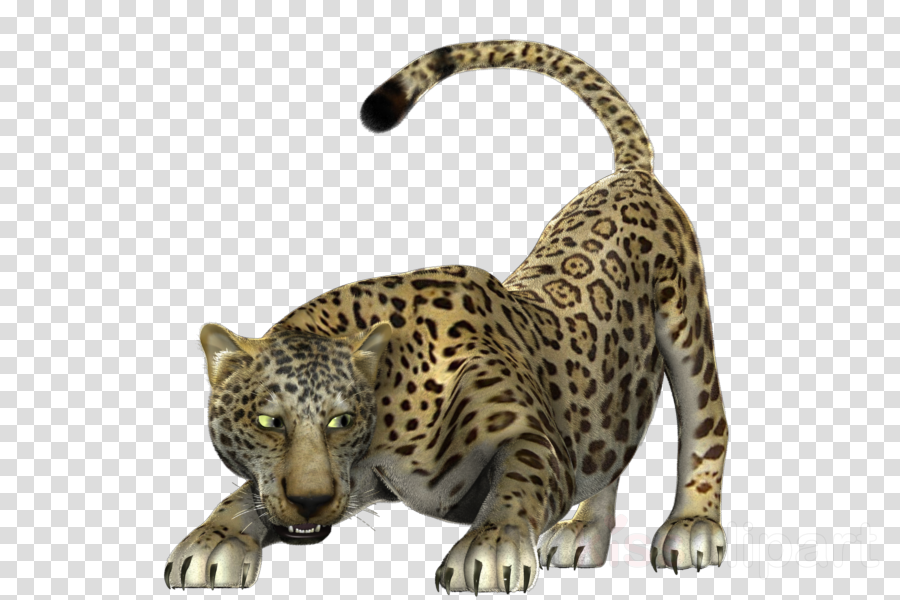jaguar clipart leopard