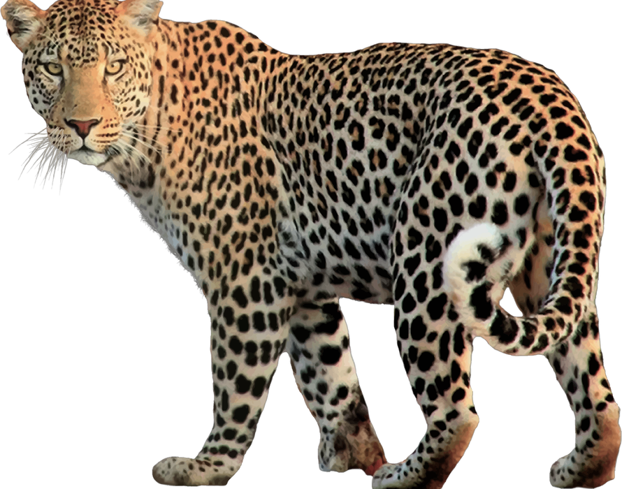 leopard clipart leopard footprint