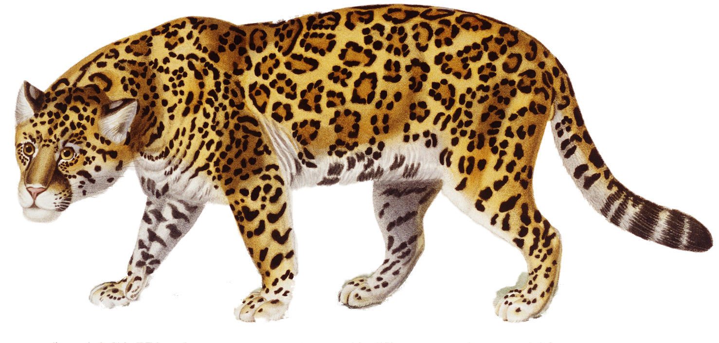 Download png hq image. Sad clipart jaguar
