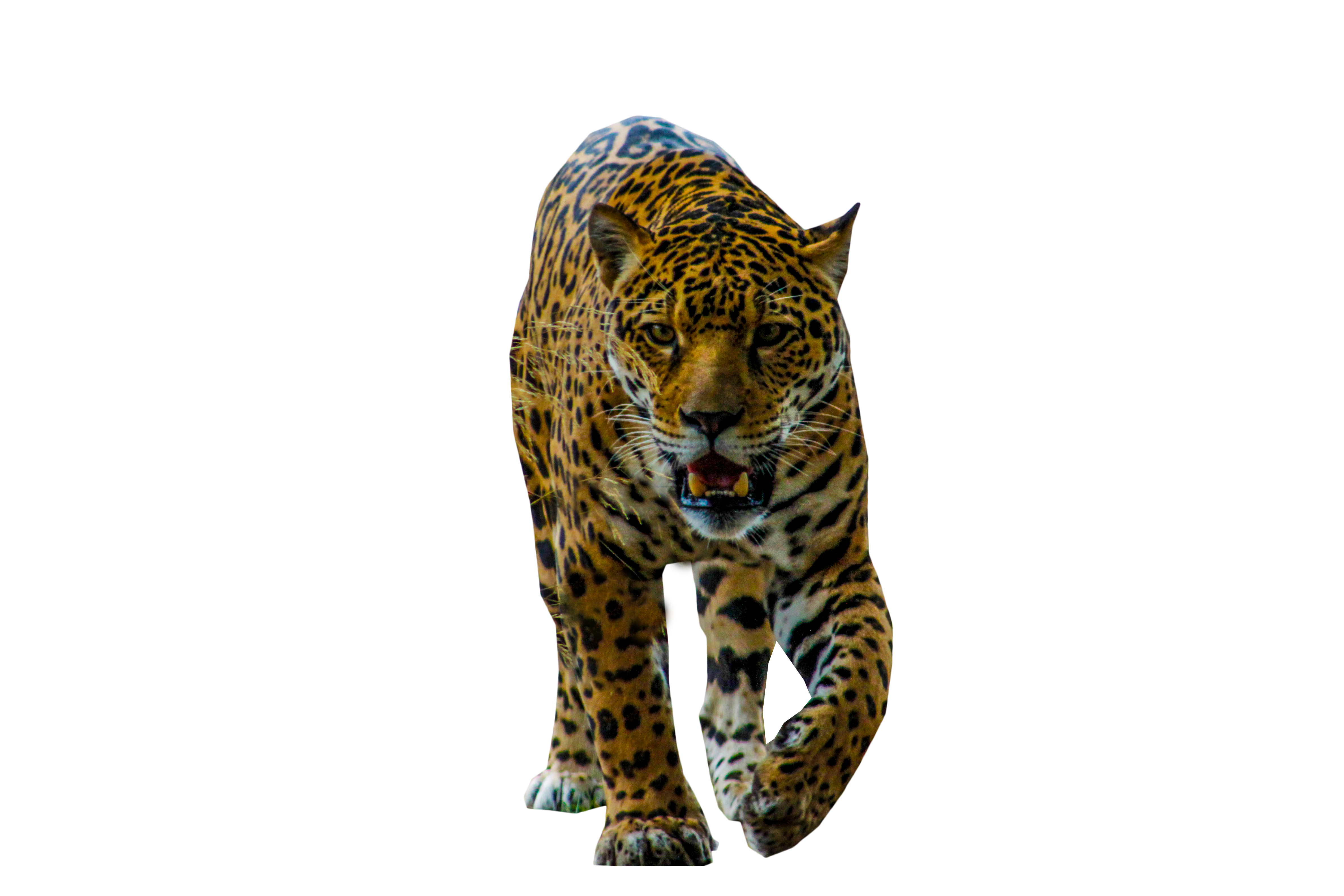jaguar clipart leopard spot