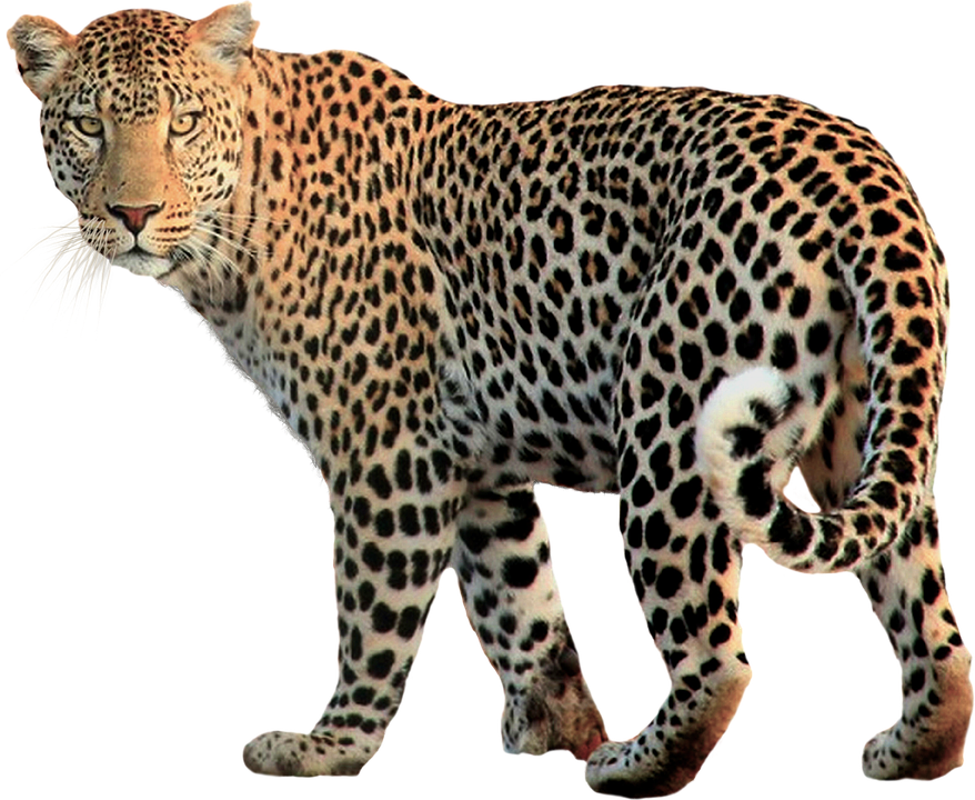Leopard rainforest jaguar