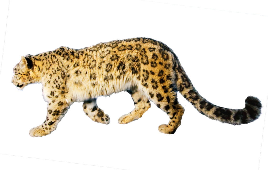 jaguar clipart mammal animal