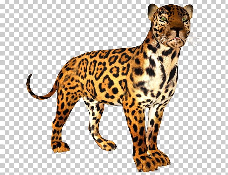 jaguar clipart ocelot