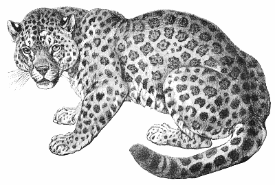 jaguar clipart page