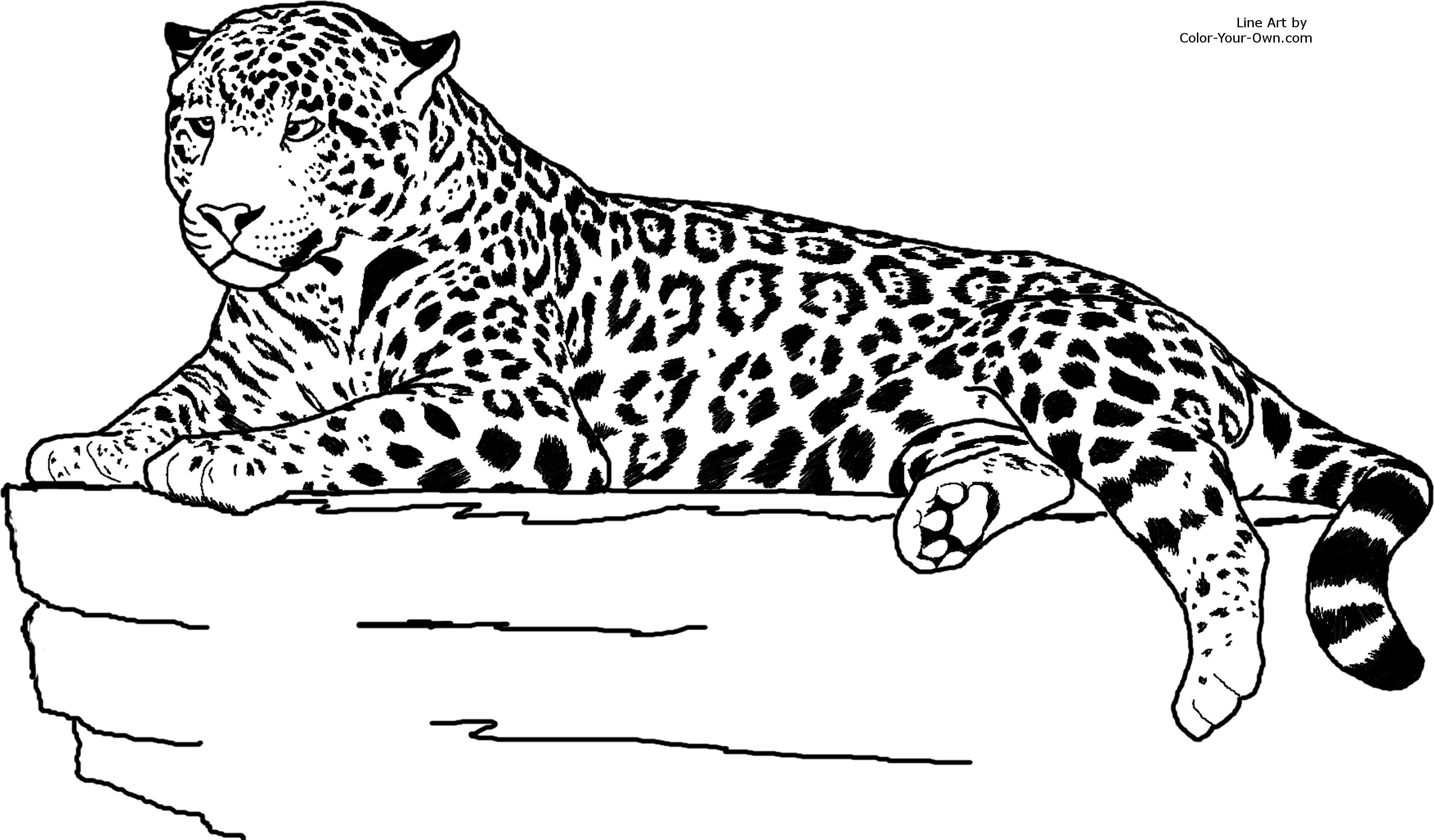 Jaguar clipart printable. Animal clipartpost 
