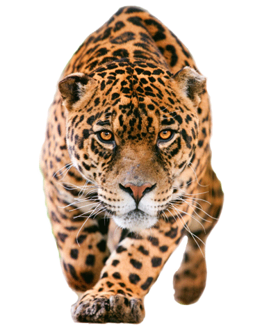 Pin by alaawi on. Jaguar clipart rainforest creature