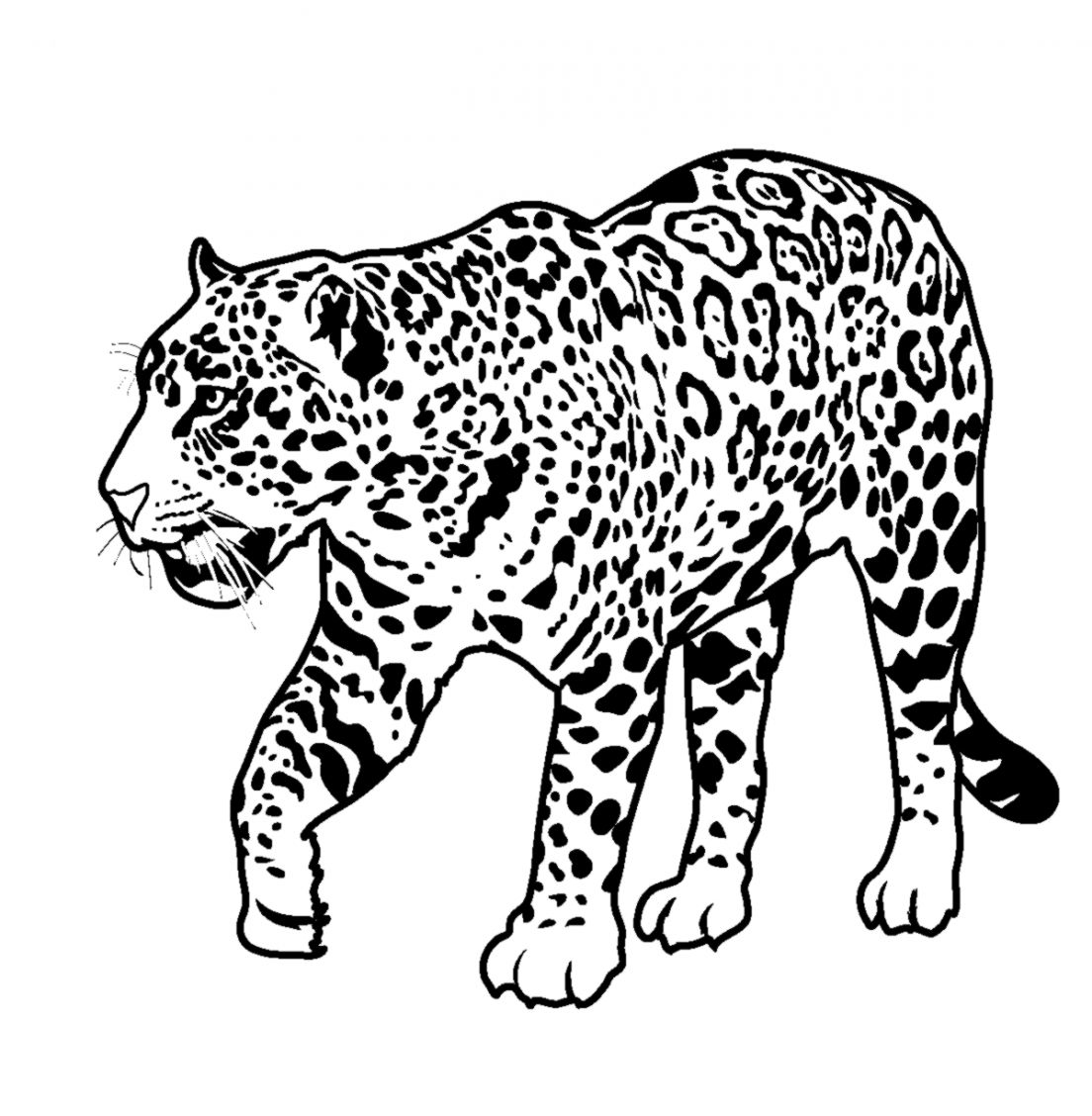 Jaguar clipart rainforest creature. How to draw baby