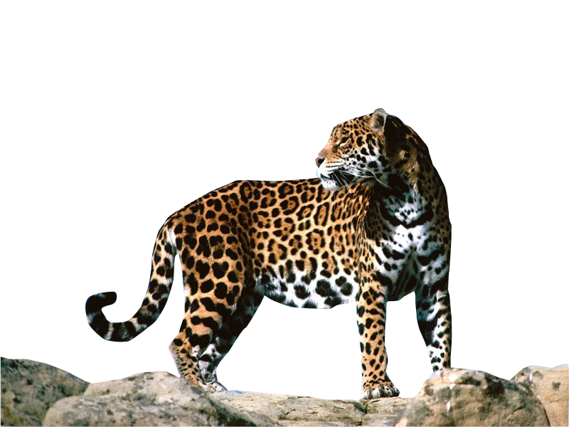 Jaguar rainforest jaguar