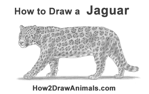 jaguar clipart sketch