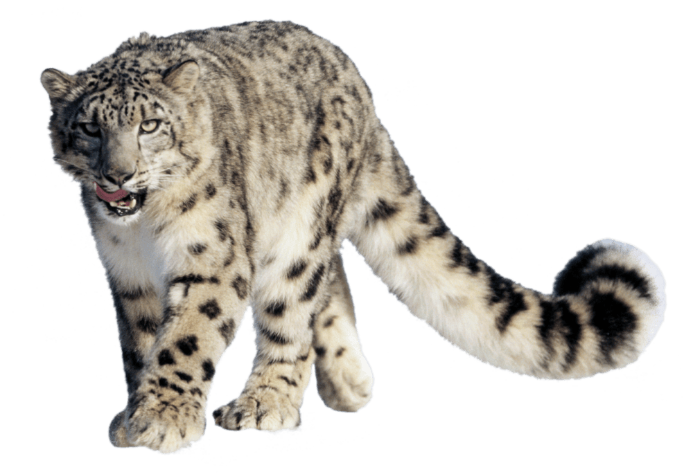 Jaguar Clipart Snow Leopard Jaguar Snow Leopard Transparent Free For Download On Webstockreview 2020