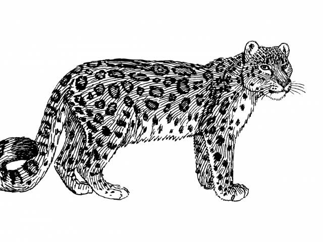 jaguar clipart stylized