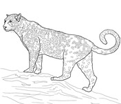 Jaguar clipart trace. Jaguars coloring pages free