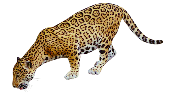 jaguar clipart transparent