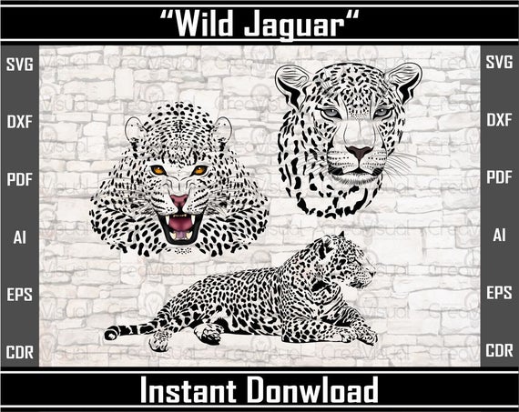 jaguar clipart vector