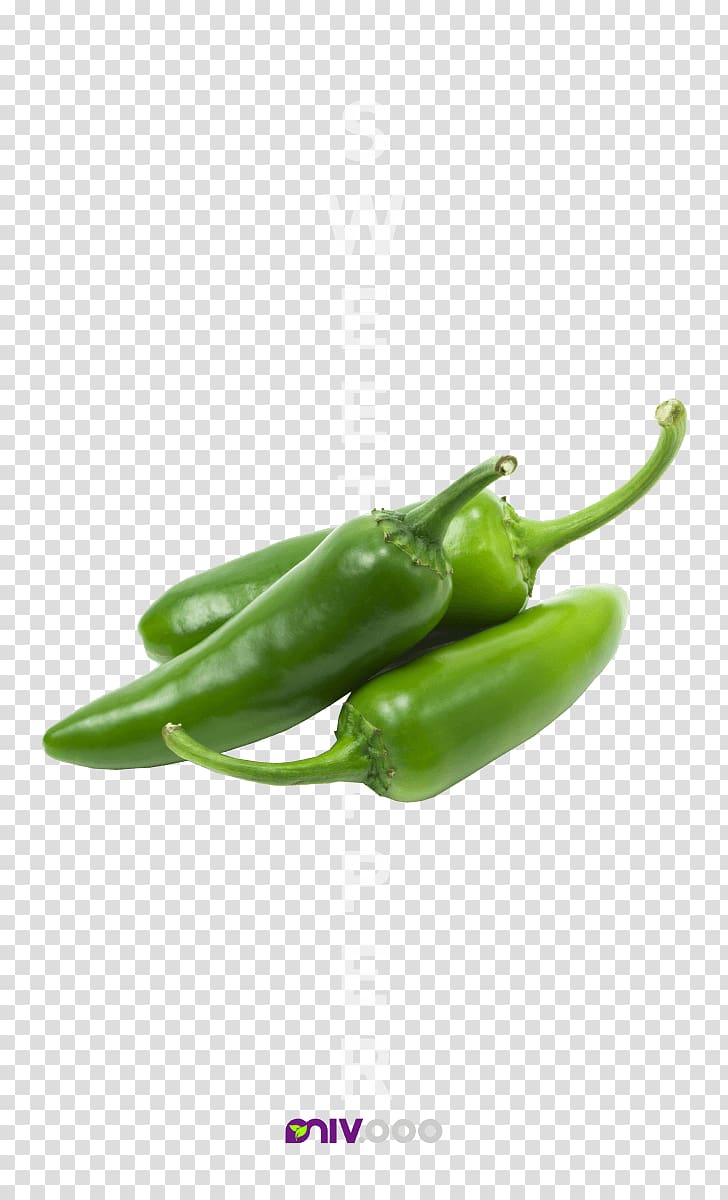 jalapeno clipart pickled pepper