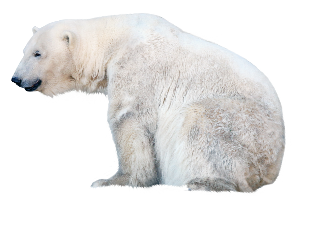 January clipart polar bear. Png picture web icons