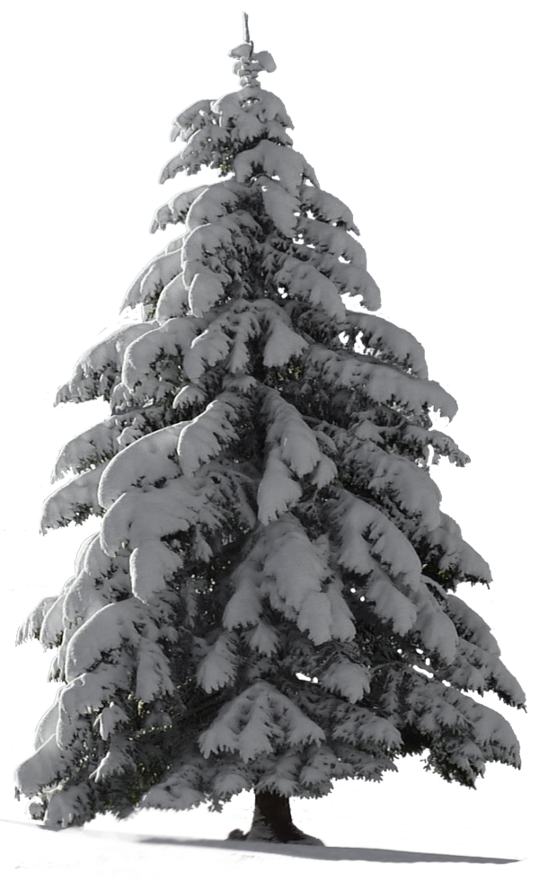 January clipart snowtree. Images of christmas tree