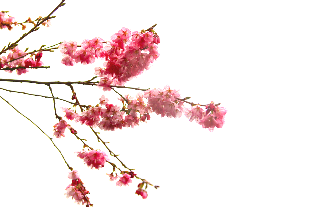 japanese clipart japan cherry blossom