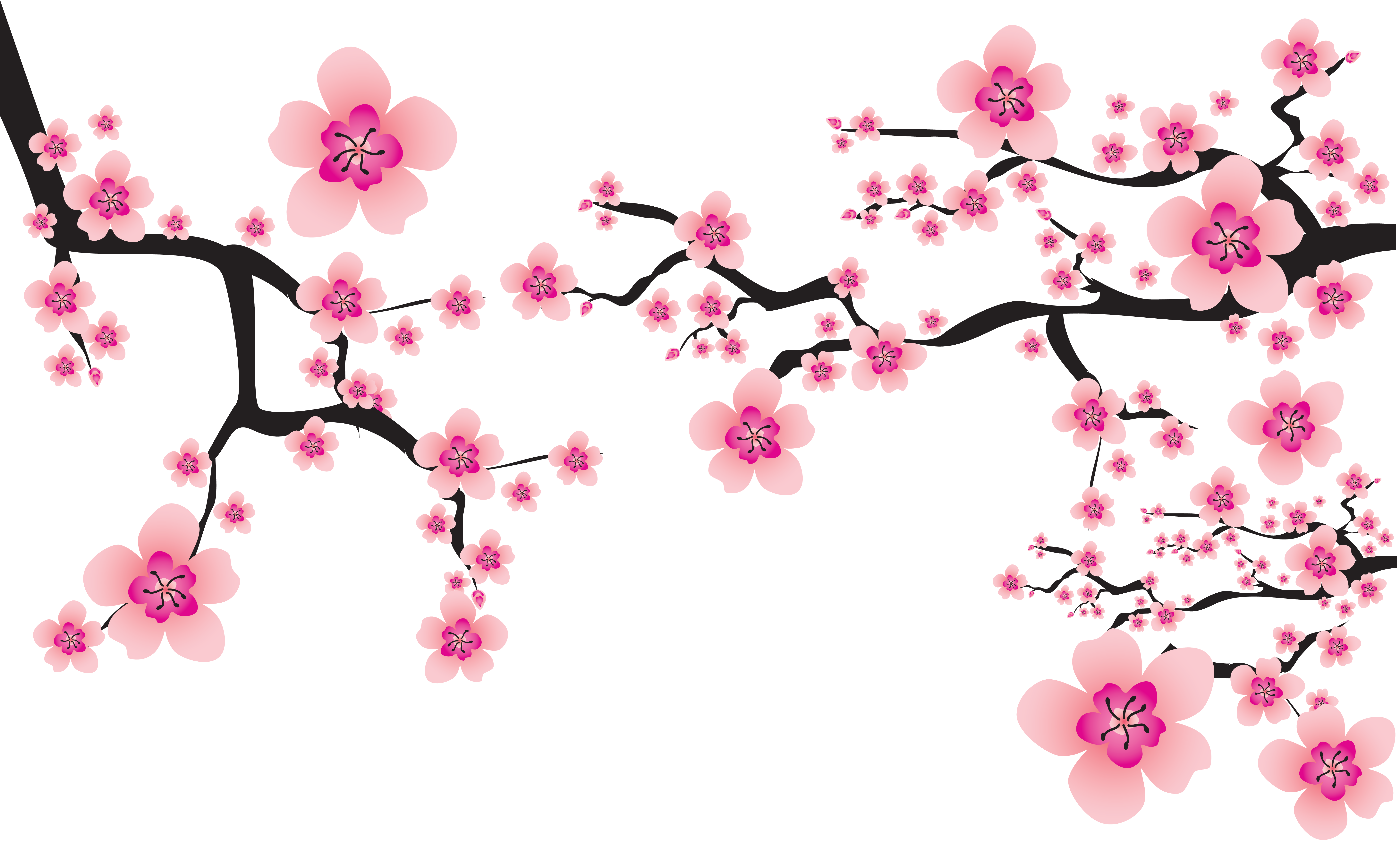 Japanese clipart sakura, Japanese sakura Transparent FREE for download