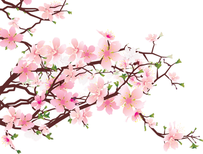 Japanese flower png. Flowers on tree transparent