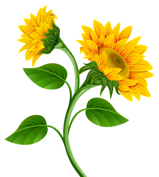 jar clipart sunflower