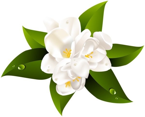 jasmine flower png