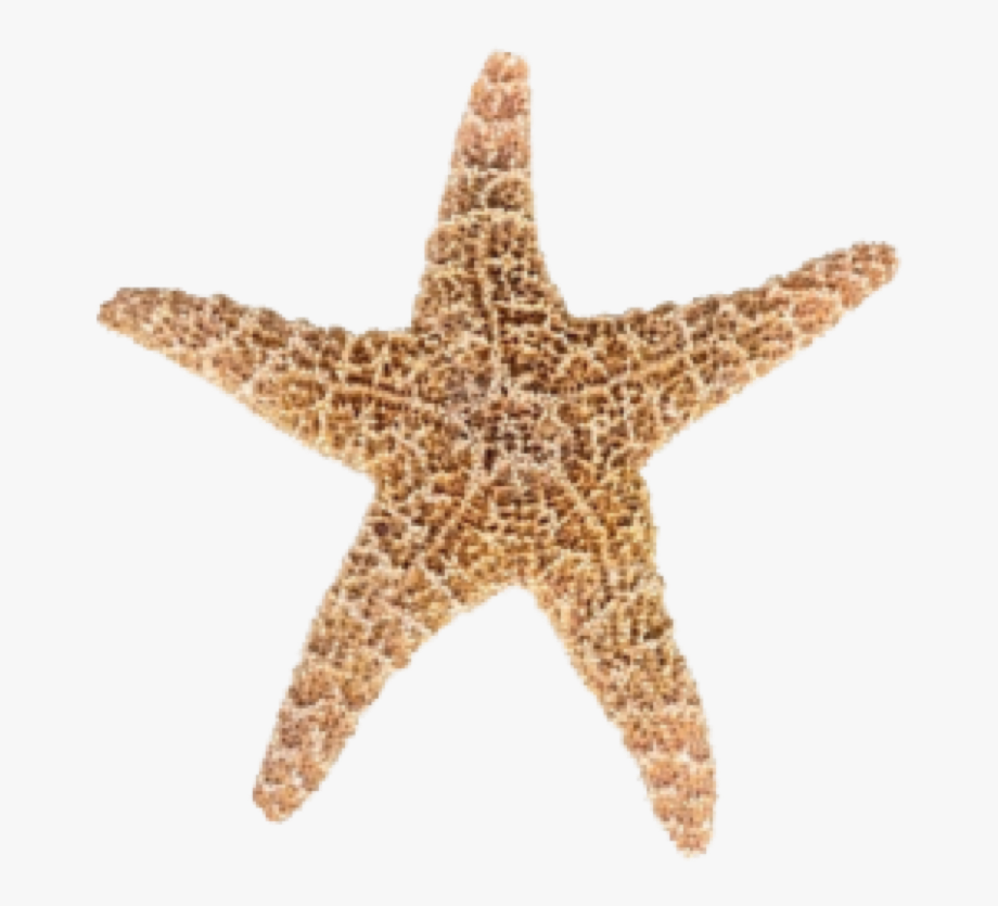 Star fish free . Jellyfish clipart blue starfish