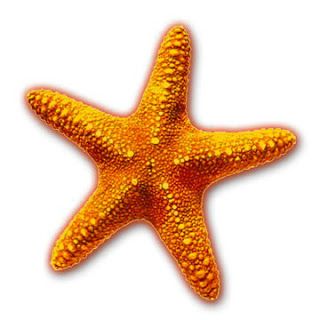 Sea animals fish star. Jellyfish clipart blue starfish