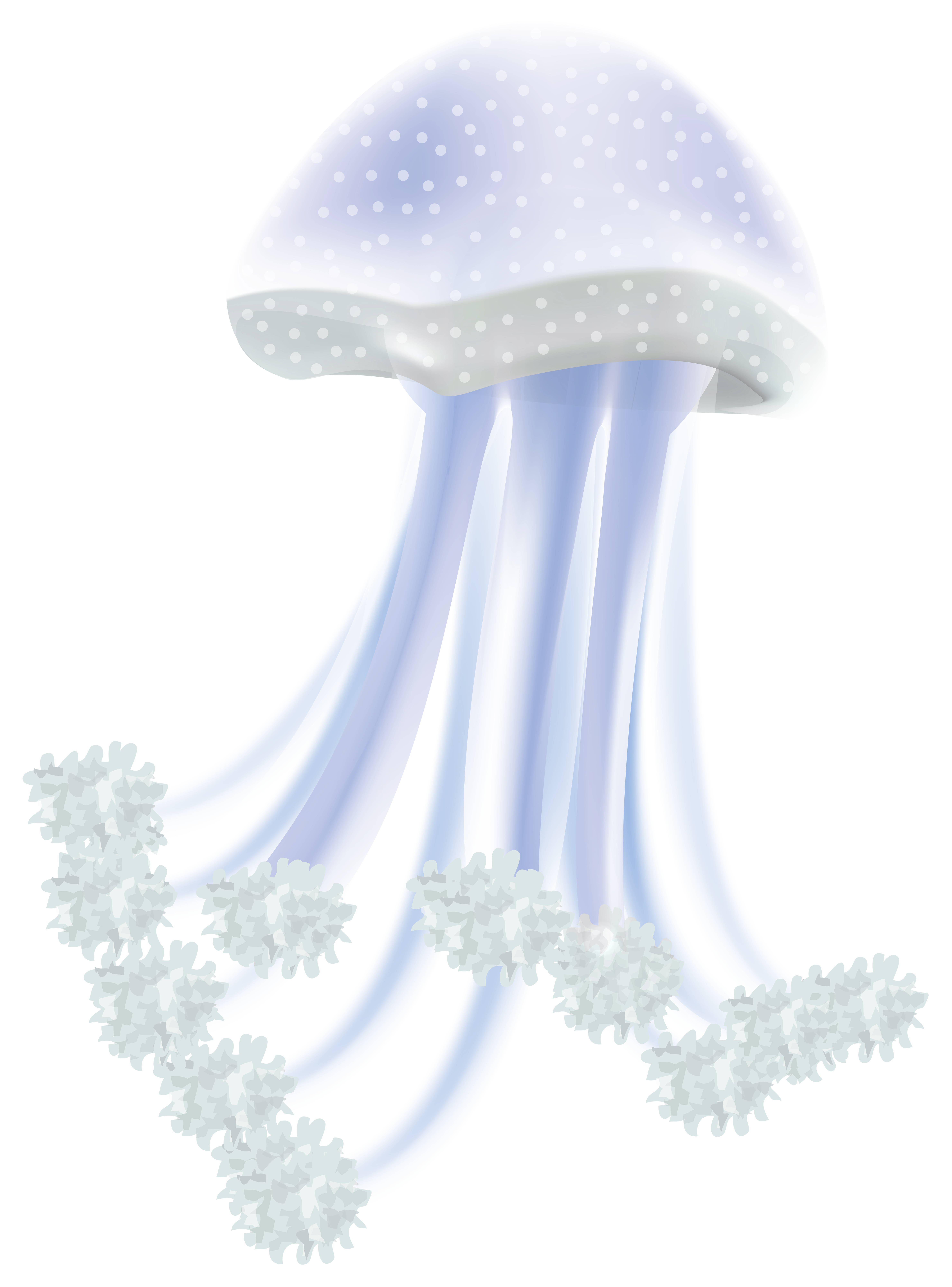 jellyfish clipart cnidarians
