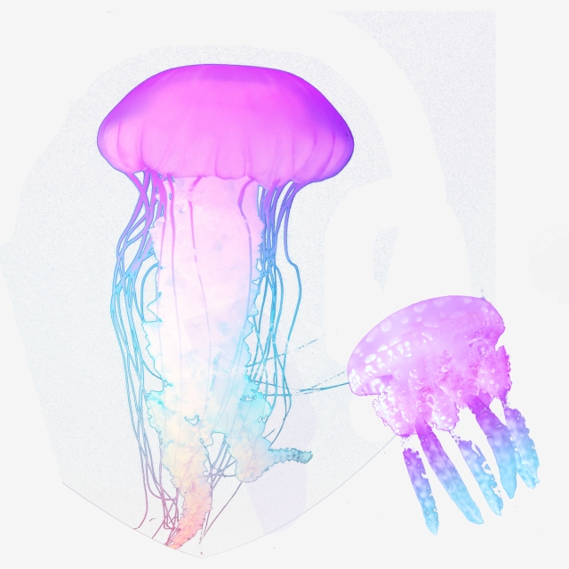 jellyfish clipart colorful jellyfish