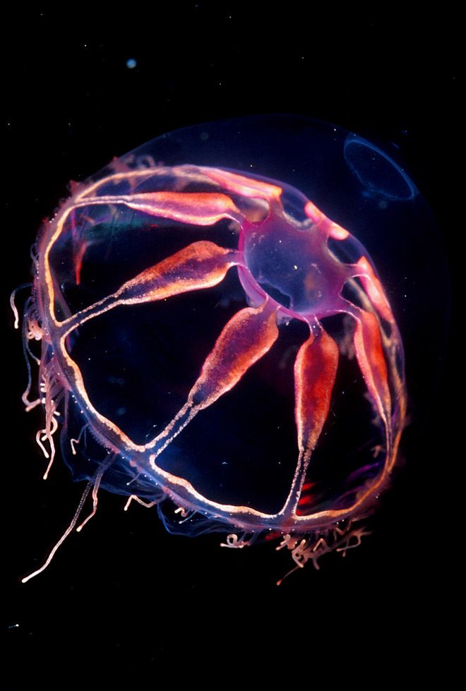 jellyfish clipart deep sea
