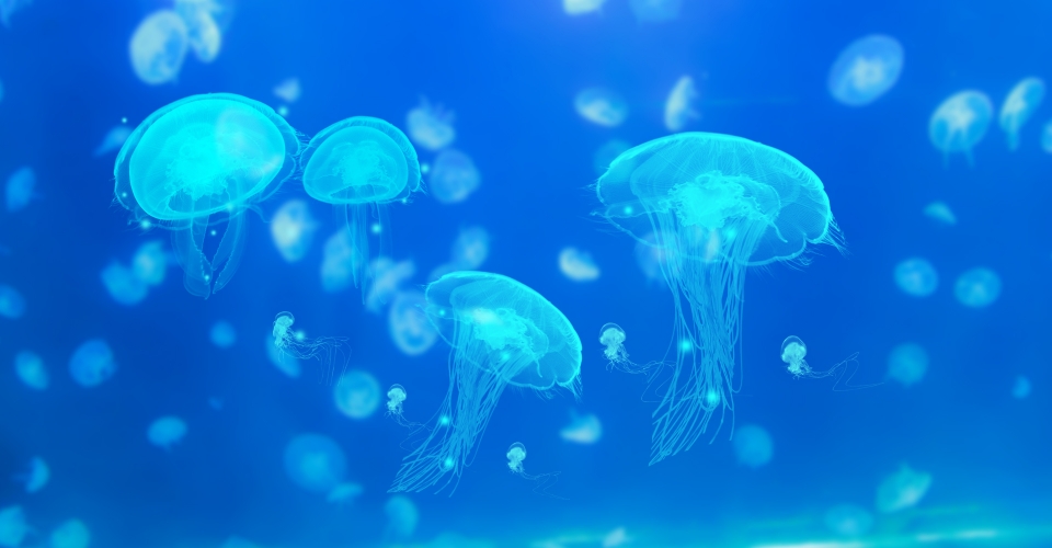 jellyfish clipart large group
