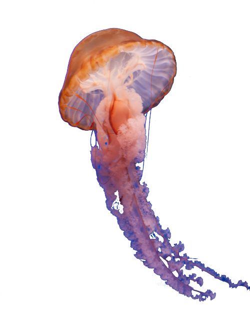 Jellyfish clipart man o war. Ftestickers sticker by report