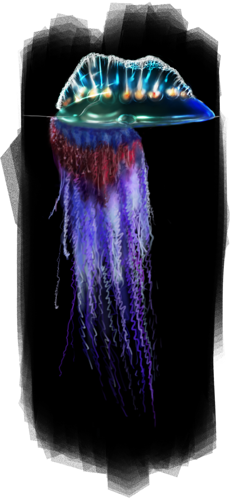 January th sketchdaily portuguese. Jellyfish clipart man o war