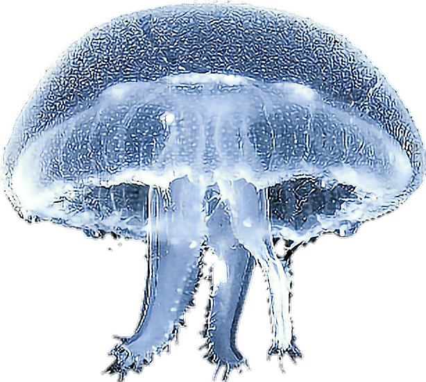Medusas mar sticker by. Jellyfish clipart man o war