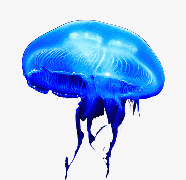jellyfish clipart moon jellyfish