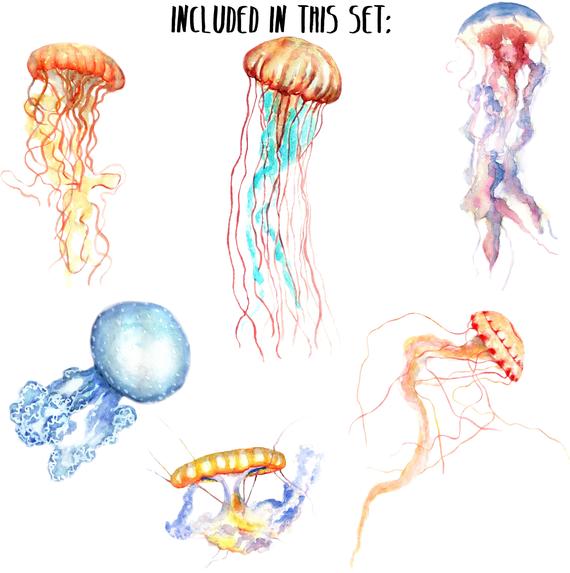 jellyfish clipart ocean fish