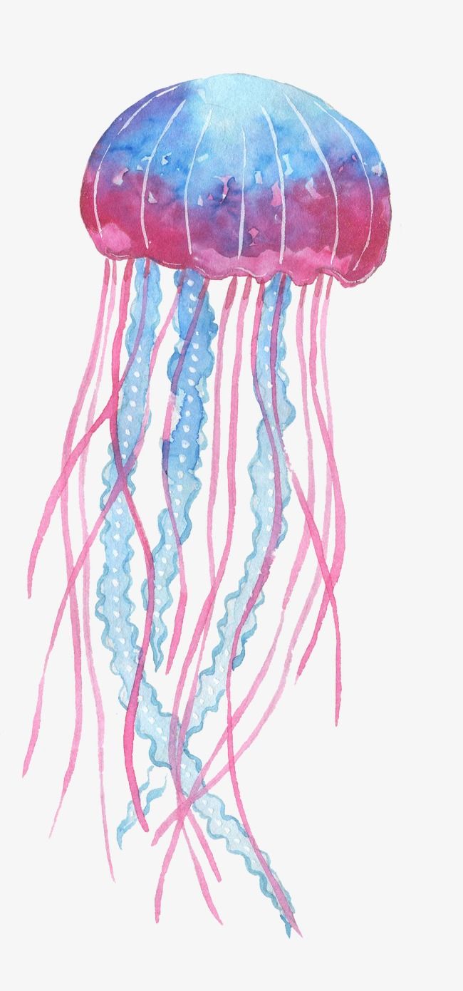 Jellyfish clipart ocean life. Blue pink marine sea