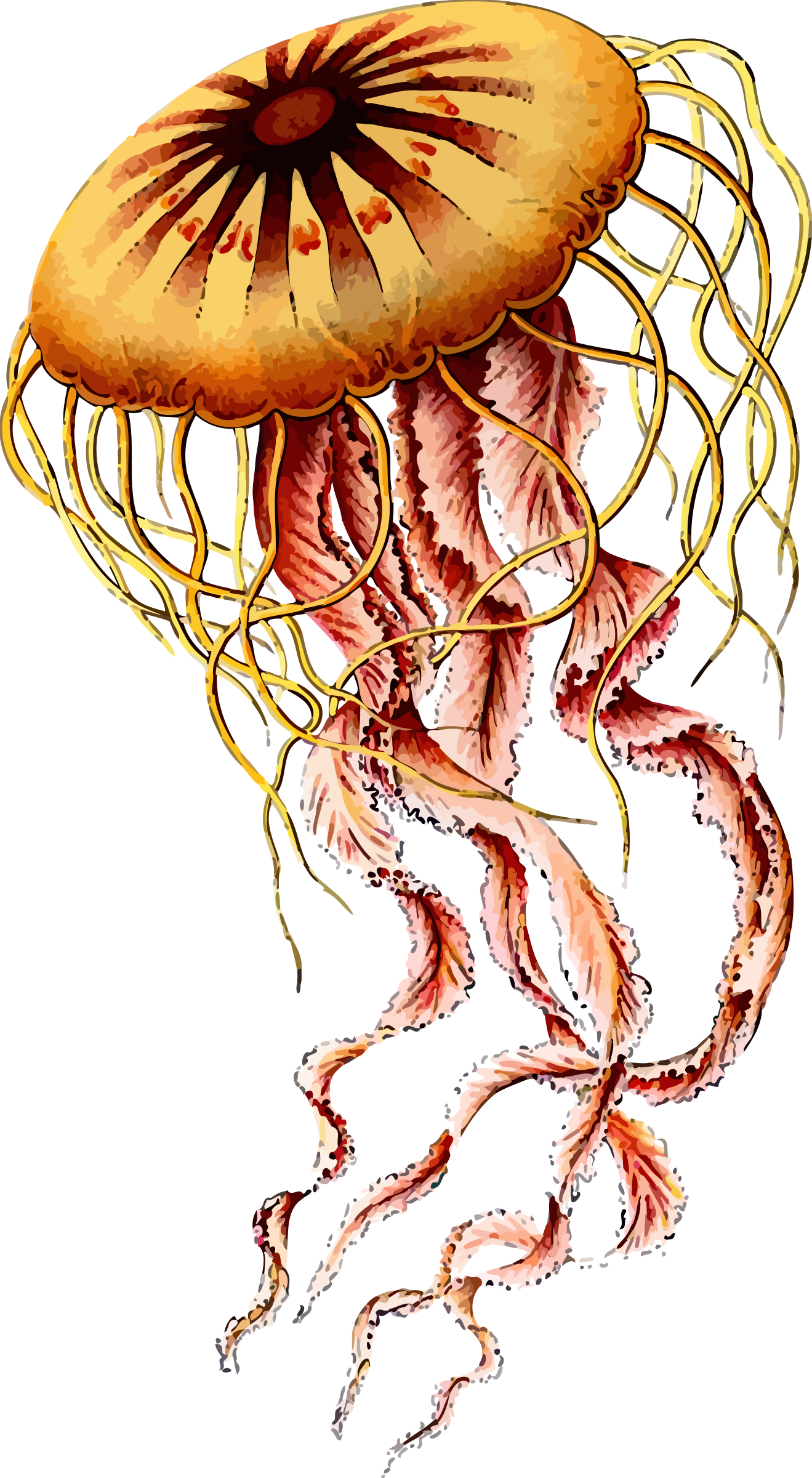 jellyfish clipart orange