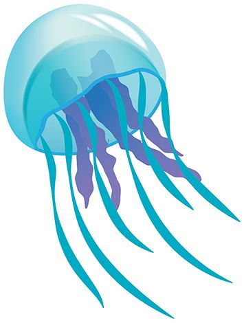 Jellyfish clipart real.  clipartlook