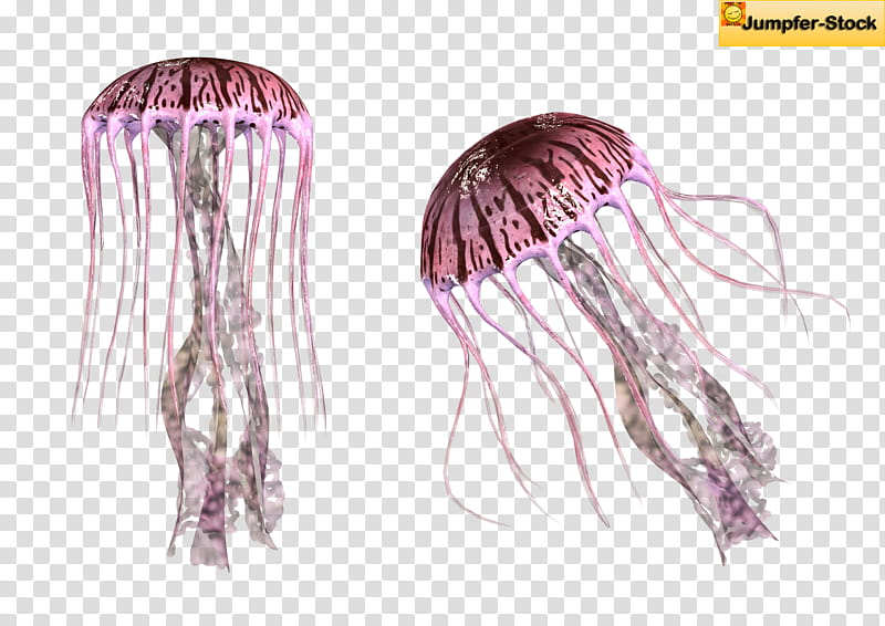 Jellyfish clipart real. Giant two purple transparent