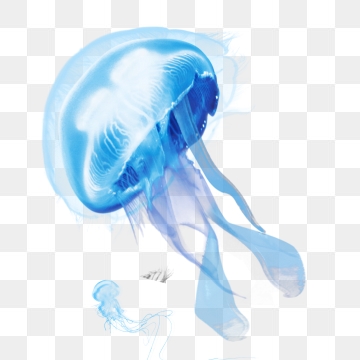 Jellyfish clipart real. Png vector psd and
