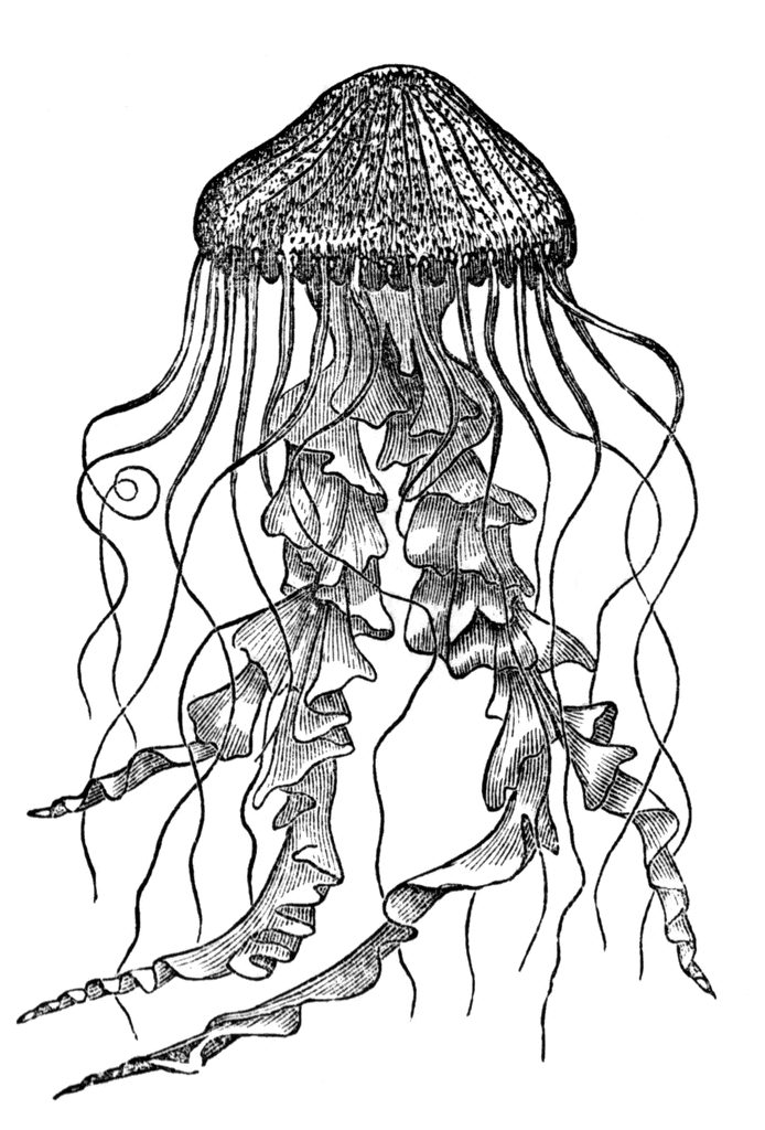jellyfish clipart realistic