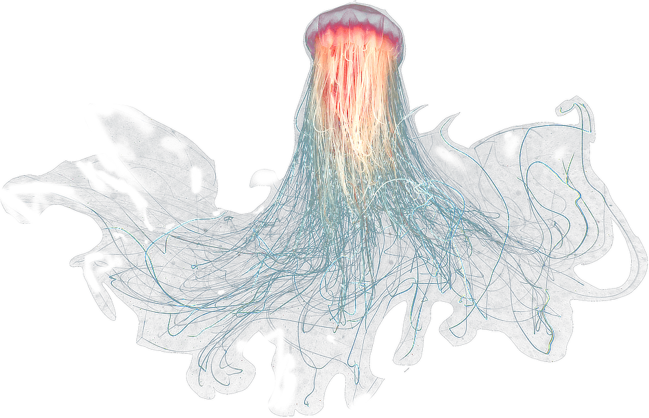 jellyfish clipart tumblr transparent