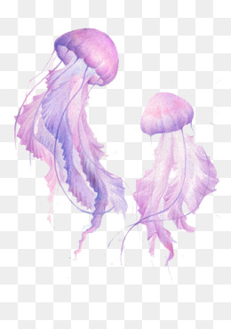 jellyfish clipart vector